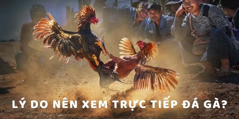 Ưu điểm khi theo dõi chọi kê trực tiếp